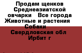 Продам щенков Среднеазиатской овчарки - Все города Животные и растения » Собаки   . Свердловская обл.,Ирбит г.